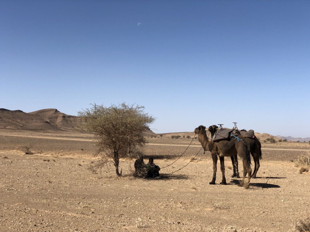 Camel tethered to a tree